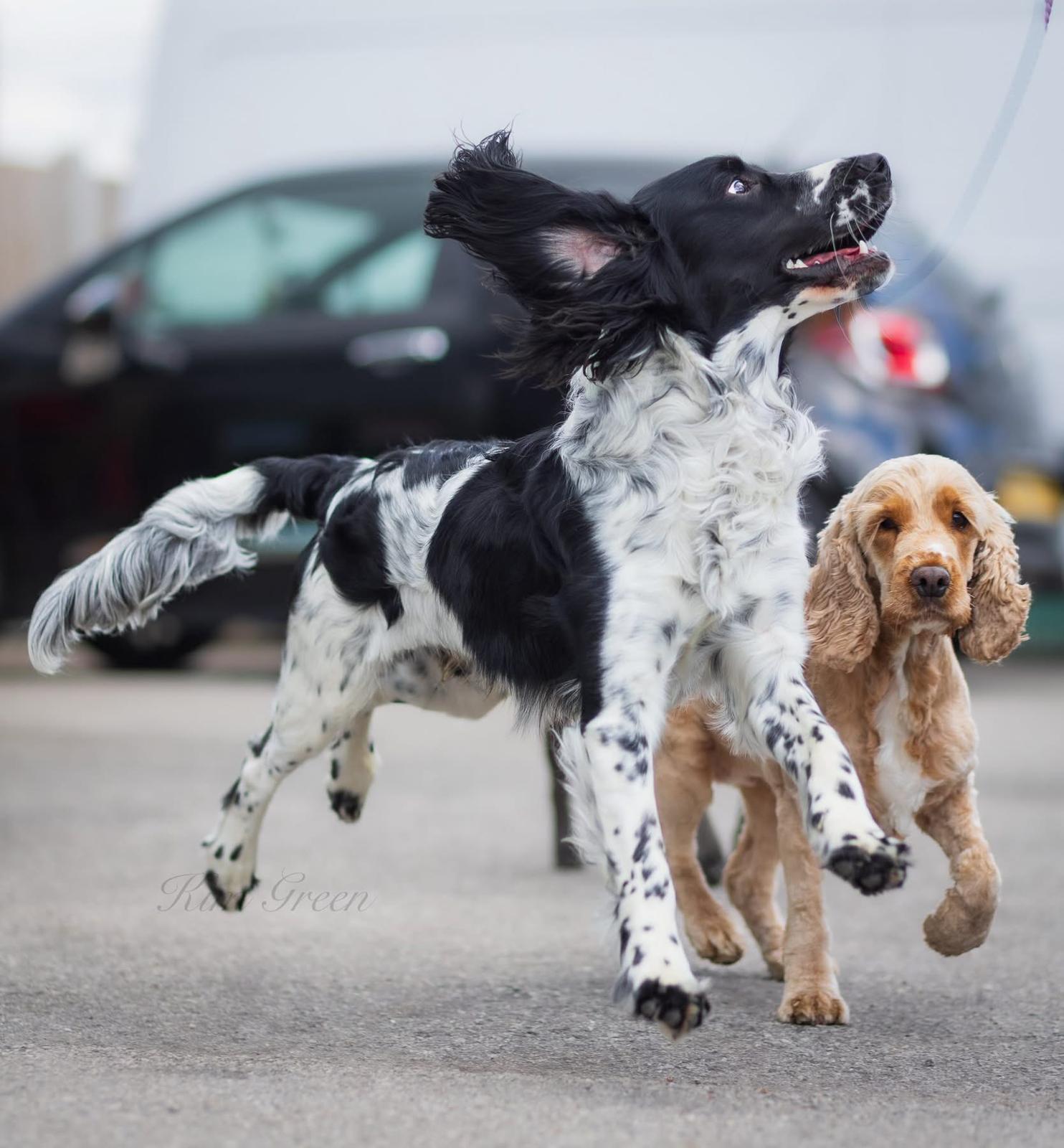 Happy dog running