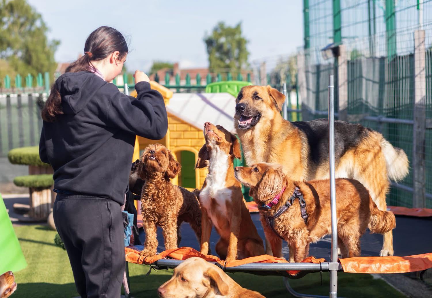 Dogs playing at Doggy Day Academy