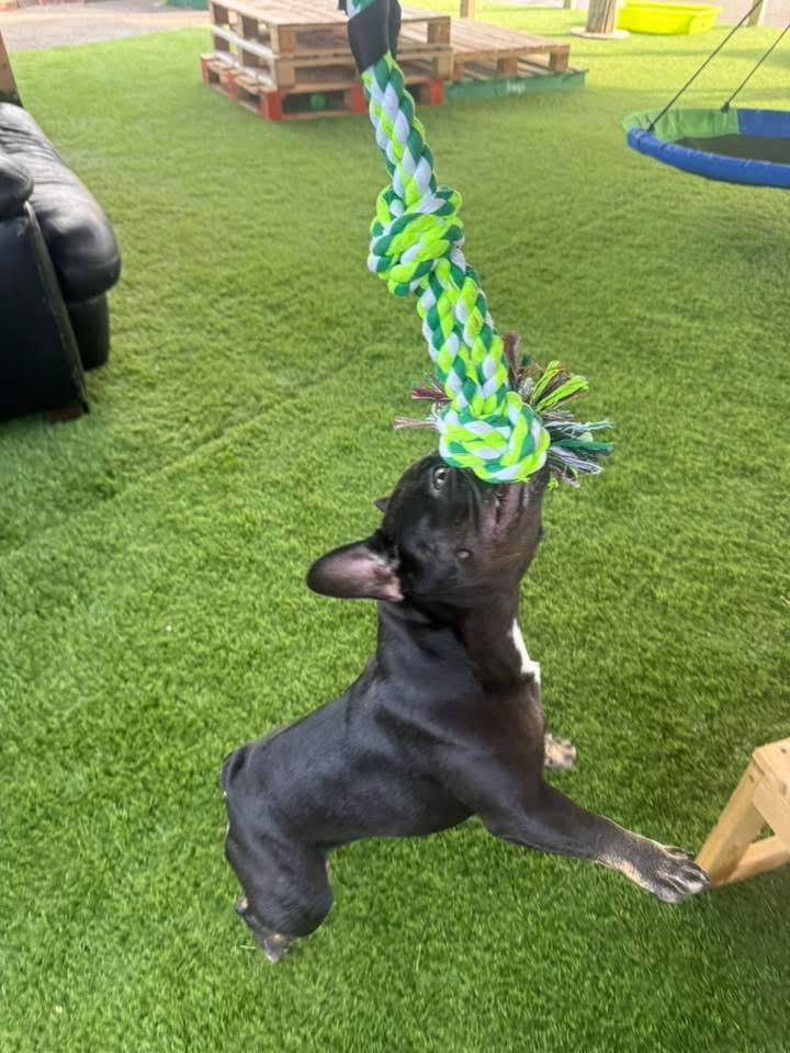 Doggy Day Academy gallery 2